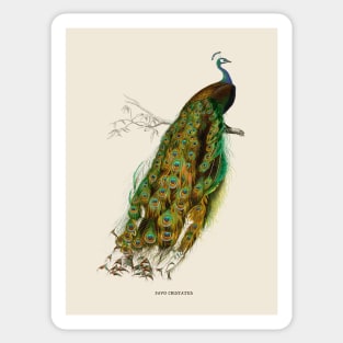 Peacock Antique Naturalist Illustration Sticker